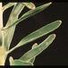 Protea leucospermum cordifolium 2072