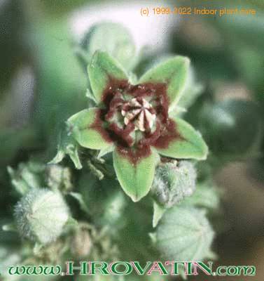 Raphionacme procumbens flower 1609