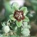 Raphionacme procumbens flower 1609