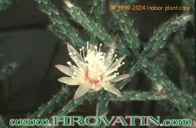 Rhipsalis policarpa flower 65