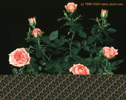 Rosa chinensis minima 2011
