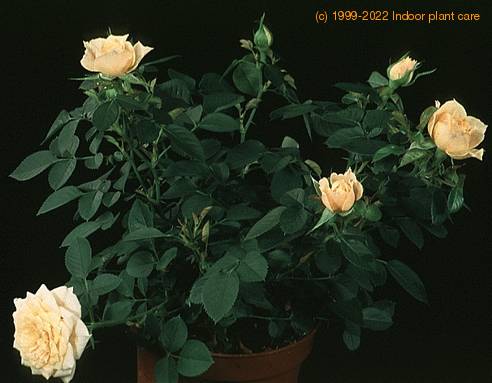 Rosa chinensis minima 2012