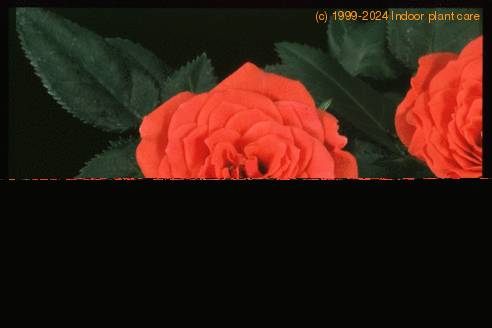 Rosa chinensis v. minima 2001