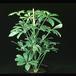 Schefflera arboricola compacta 1897