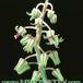 Scilla violacea flower 1851