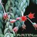Sedum morganianum flower 1061