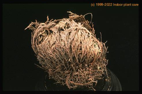 Selaginella lepidophylla 1910