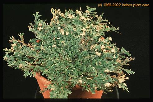 Selaginella lepidophylla 1911