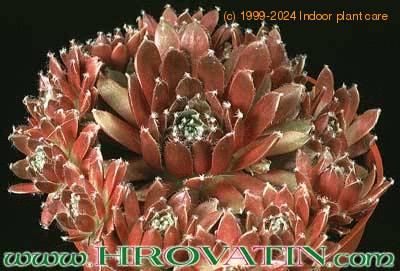 Sempervivum arachnoideum hybrid 1096