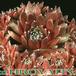 Sempervivum arachnoideum hybrid 1096