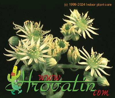 Sempervivum ciliosum flower 1276