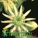 Sempervivum ciliosum flower 1277