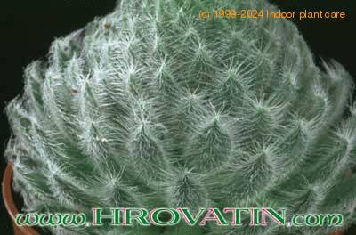 Sempervivum tomentosum 1078