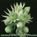 Sempervivum tomentosum flower 1079