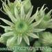 Sempervivum tomentosum flower 1079a