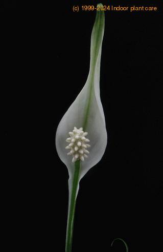 Spathiphyllum hybrid 1