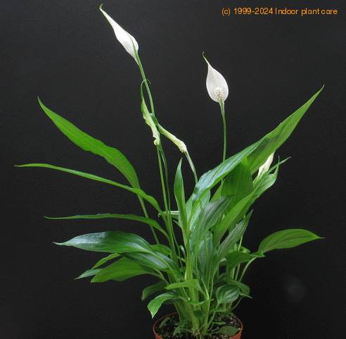 Spathiphyllum hybrid 2