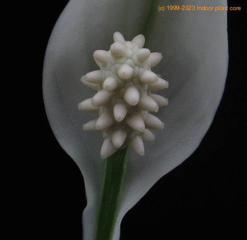 Spathiphyllum hybrid flower
