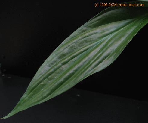 Spathiphyllum hybrid SIl
