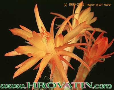 Submatucana intertexta flower 322
