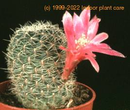 Sulcorebutia crispata-98