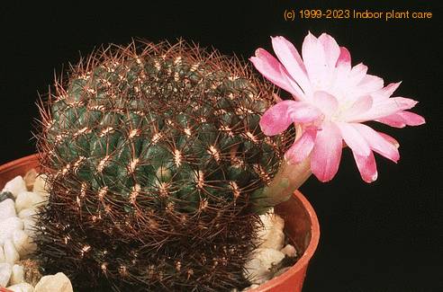 Sulcorebutia verticillacantha v minima-545