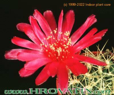 Sulcorebutia flower 183