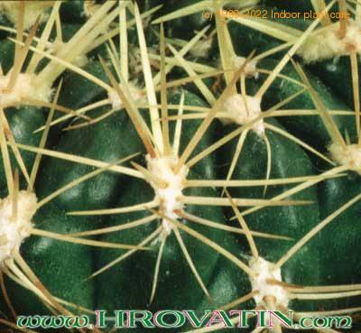 Sulcorebutia thorn 184