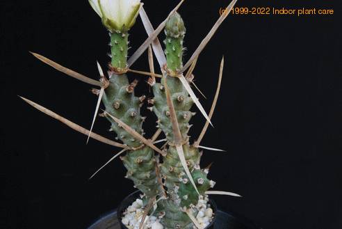 Tephrocactus articulatus strobiliformis SIb