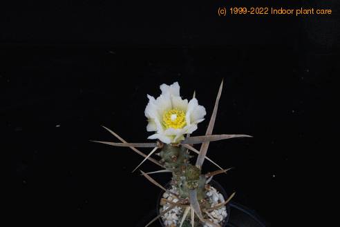 Tephrocactus articulatus strobiliformis SIf