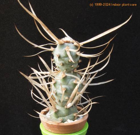 Tephrocactus papyracanthus MOP