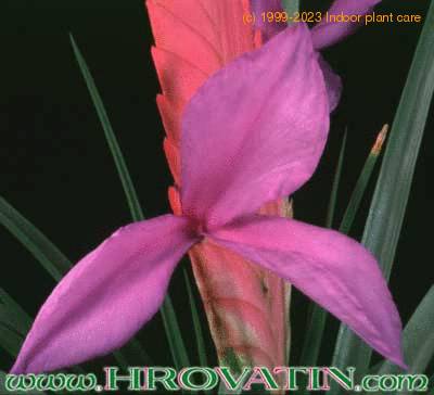 Tillandsia cyanea flower 1804