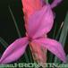 Tillandsia cyanea flower 1804