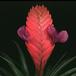Tillandsia cyanea flower