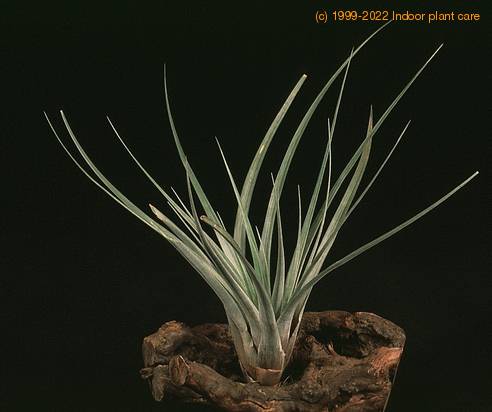 Tillandsia fasciculata-2842