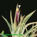 Tillandsia ionantha flower 2845
