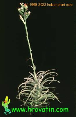 Tillandsia latifolia 2847