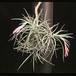 Tillandsia tenuifolia-3126