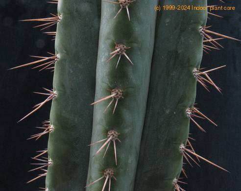 Trichocereus peruvianus 3