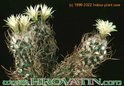 Turbinicarpus flaviflorus 280