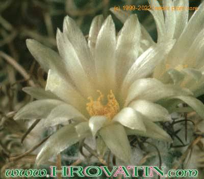 Turbinicarpus flaviflorus flower 281