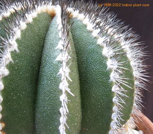 Uebelmania pectinifera thorn