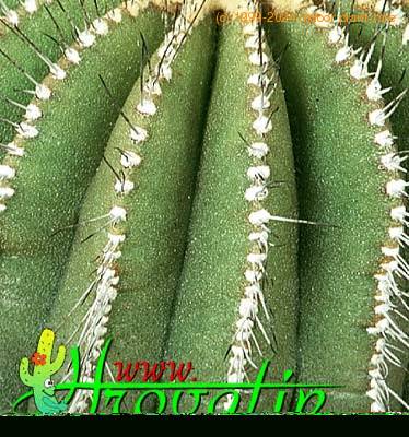 Uebelmannia flavispina thorn 369