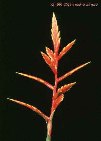 Vriesea species 1994