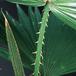 Washingtonia filifera thorn 1737
