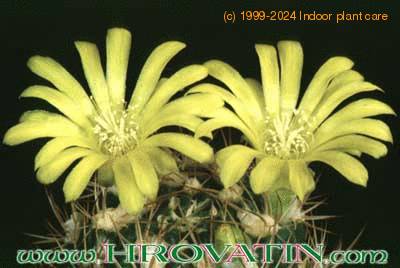 Weingartia pilcomayensis flower 160