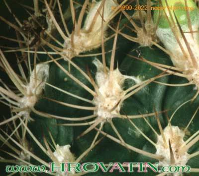 Weingartia pilcomayensis thorn 161