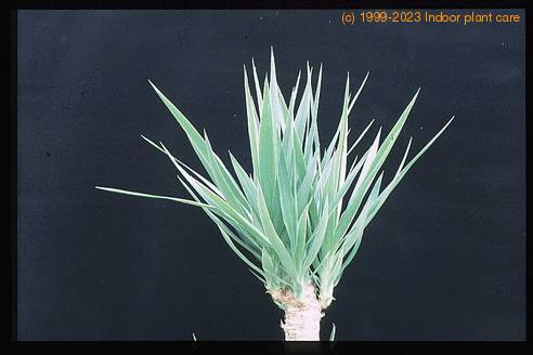 Yucca variegata-3001
