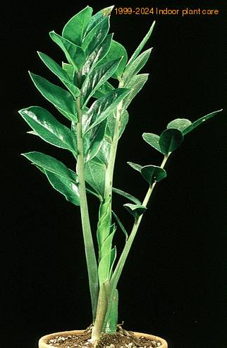 Zamioculcas zamifolia 1853