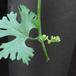Zygosicyos tripartitus leaf